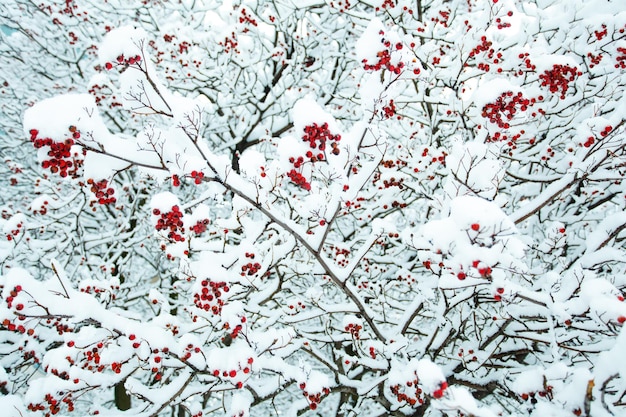 Rowan takken in de sneeuw in de winter. Winterbos met bomen bedekt met sneeuw.