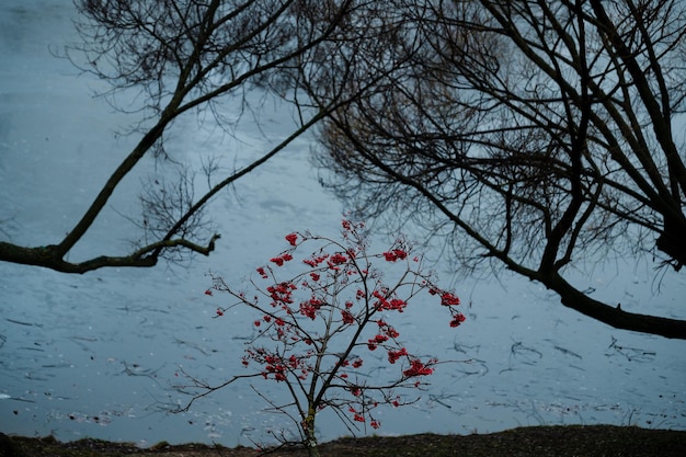 Rowan and tree branches against the background of the pond.