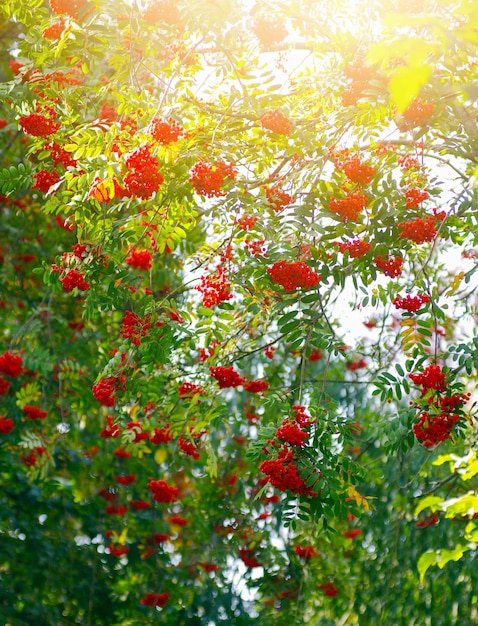 Rowan tree closeup of bright rowan berries on a tree