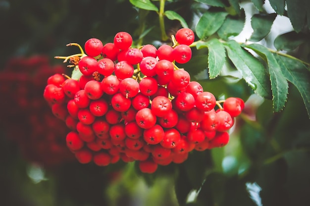 Rowan tree closeup of bright rowan