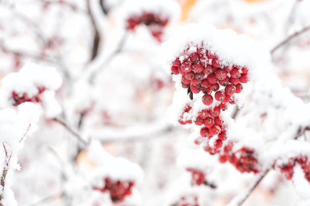 Rowan tree covered with snow. Branches with red berries in frost. Winter nature background. Christmas or new year concept. Season greetings and holidays celebration.