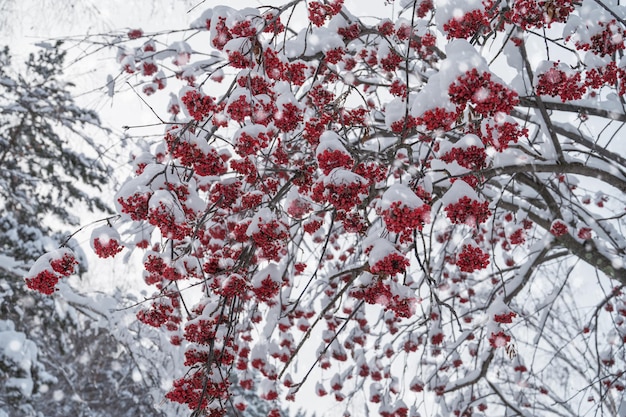 Rowan tree nel paesaggio invernale con alberi fieri sotto la neve