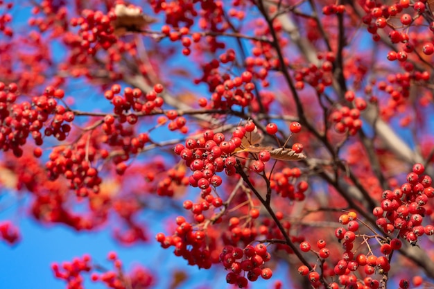 Rowan tree with red berry rowanberry background