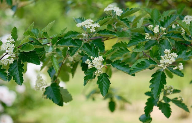 白い花と緑の葉を持つナナカマドの木