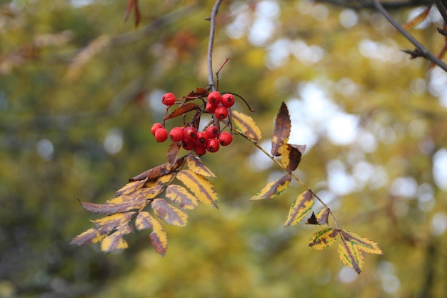 Rowanbessen op de boom