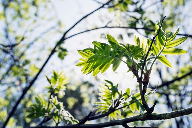 Photo rowantree branch with young green leaves