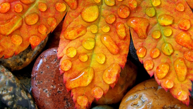 Foto foglia rown macro natura foglie pietre gocce d'acqua sfondi carta da parati 4k