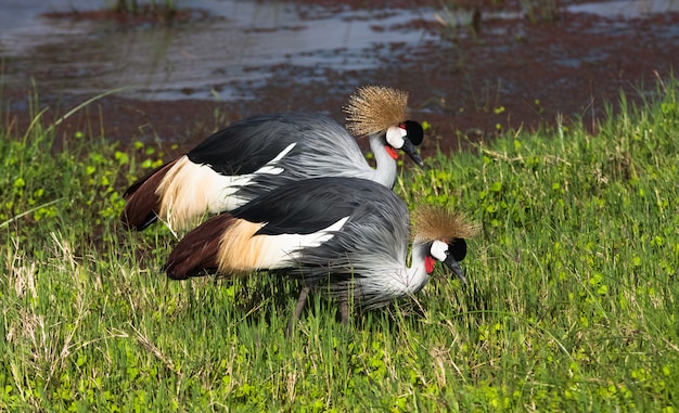 Сrowned kraan. twee vogels. samburu, kenia