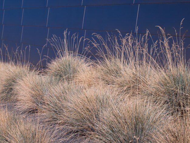 Foto righe di avena erba blu in autunno.