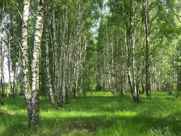 Photo rows of birch trees in the forest