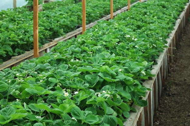 Rows of blooming strawberries in a rustic farm greenhouse