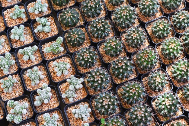 rows of cactus on flowerpot