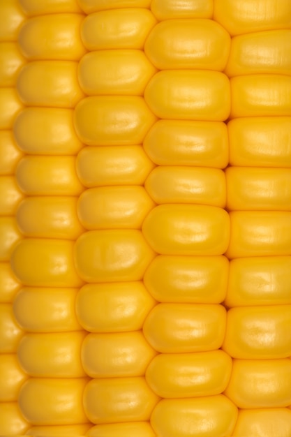 Rows of corn grains on the cob close up.