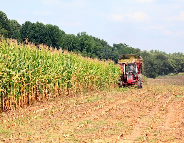 Rows of corn ready for harvest