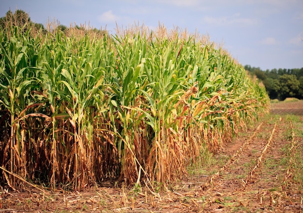 Rows of corn ready for harvest