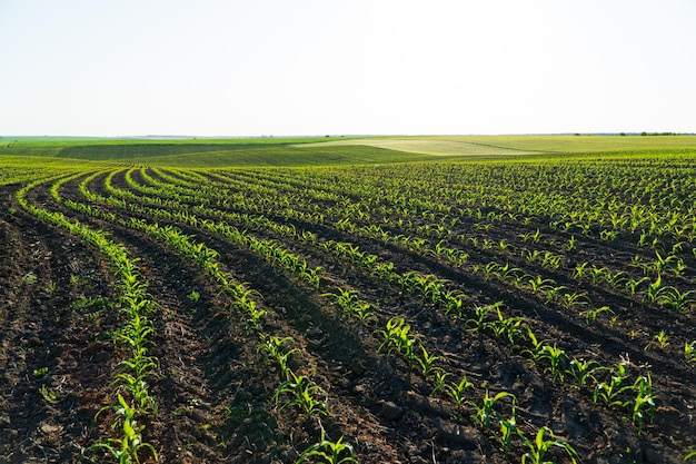 Rows of corn seedlings field Young Corn Plants