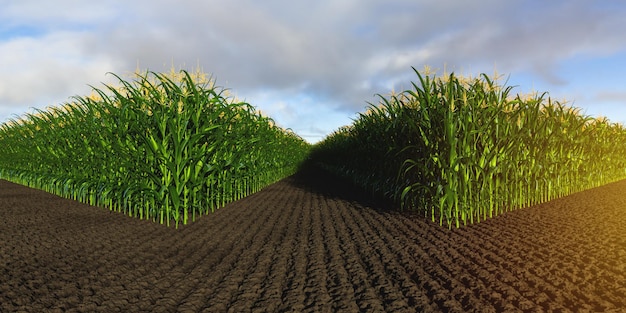 緑色のトウモロコシと土の背景にあるトウモローコシの列 3D
