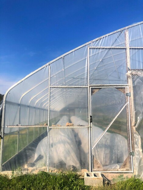 Rows of covered crops are seen through greenhouse wall
