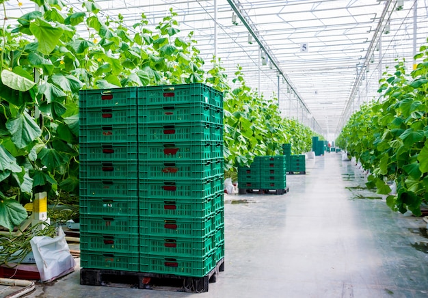 Rows of cucumbers grown in a greenhouse.