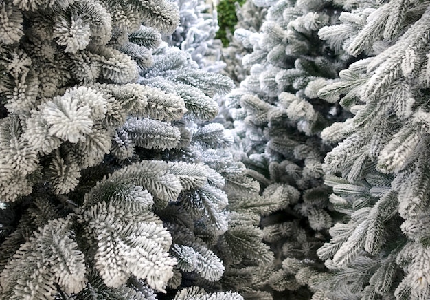 Rows of fir trees with snow covered branches