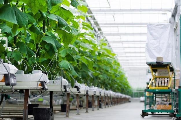 Rows of fresh ripe cucumbers in greenhouse. Organic food and vegetables. Healthy eating. Hydroponic