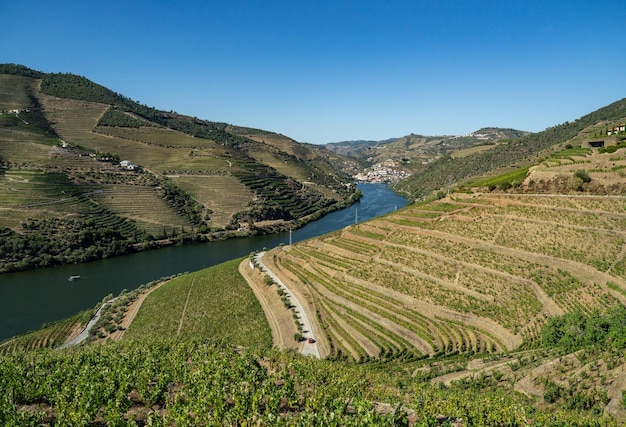 ポルトガルのドウロ川の渓谷にはブドウの木が並んでいます