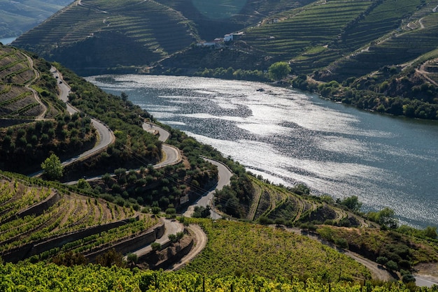 Foto filari di vigne costeggiano la valle del fiume douro in portogallo