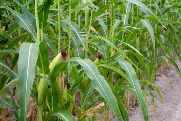 Rows of green corn plants on the field