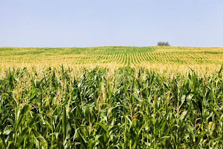 Photo rows of green corn in summer