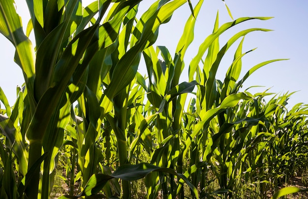 Ряды зеленой кукурузы