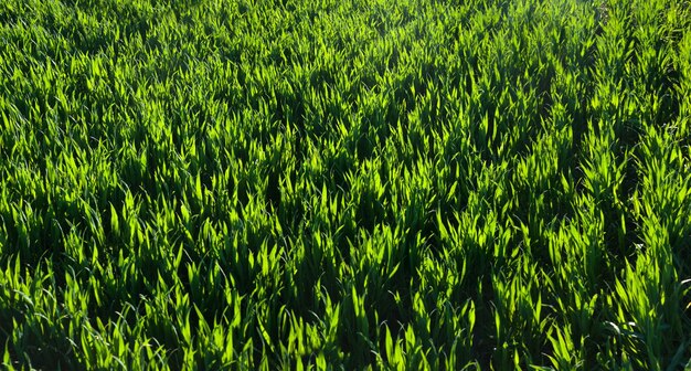 Rows of green young grass with rows in the ground the concept of agriculture planted wheat or rye field