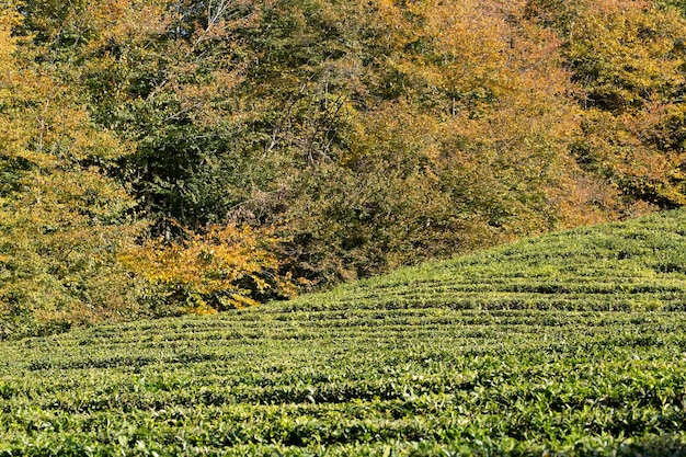 Rows of growing tea on a tea plantation selective focus