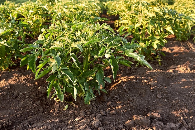 庭で育つトマトの苗の列野菜の庭の若いトマトの茂み