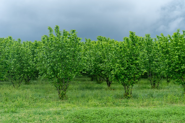 Rows of hazelnut plantation in Samegrelo region