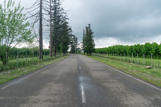 Rows of hazelnut plantation in Samegrelo region