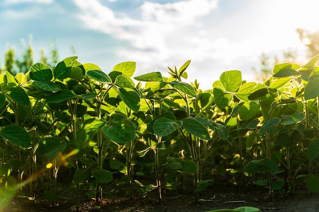 rows of healthy soybean plants stretch toward the sun showcasing their vibrant green leaves