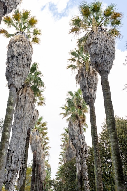 Rows of high palm trees