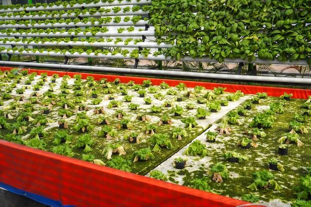 Rows of hydroponic vegetables infected with pests and experiencing possible crop failure