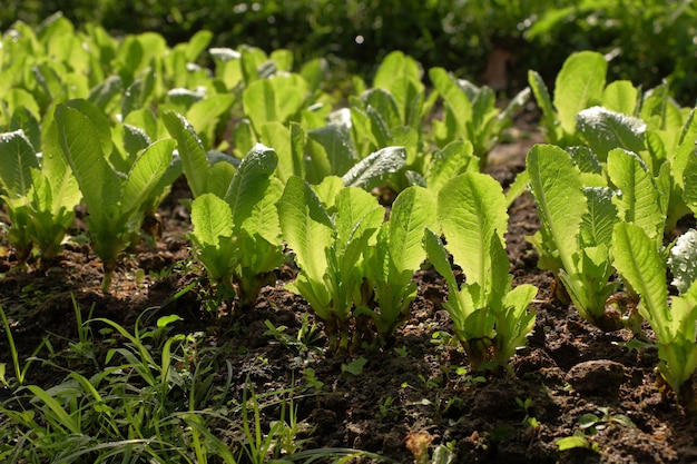 Rows of little lettuce plants on a field.