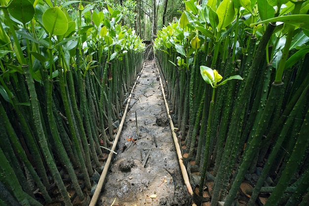 Ряды мангровых саженцев для посадки.