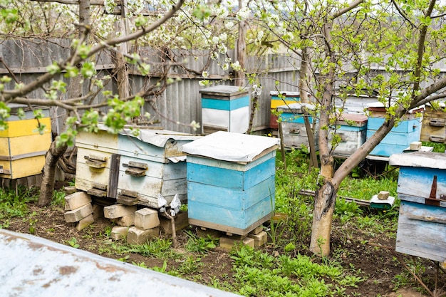 写真 桜の枝の下のじんましんの列。春の養蜂場。庭の白い花から花粉を集めるミツバチ。