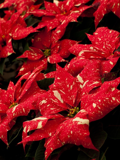 写真 ホリデーシーズンに備えてコロラドの苗床で育てられている赤いポインセチアの列。