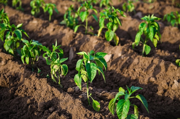 畑に植えたばかりの若いピーマンの苗の列屋外で野菜を育てる