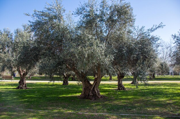 Photo rows of olive trees in a sunny day