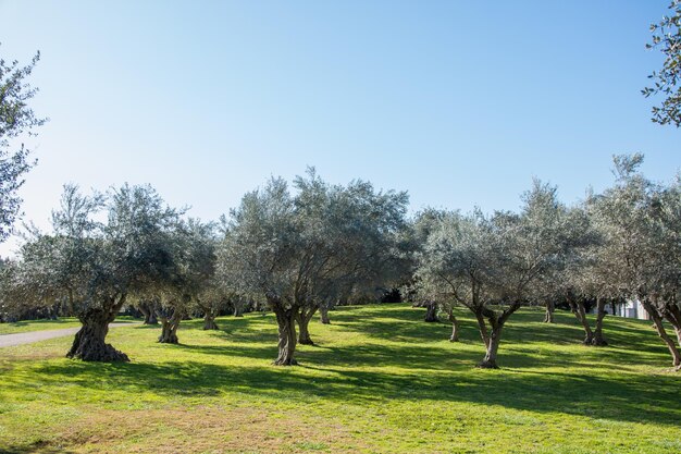 Photo rows of olive trees in a sunny day