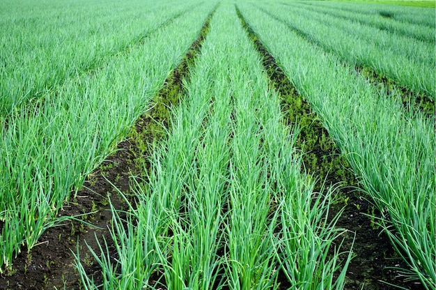 Rows of Onions on the field. Agricultural landscape. Onions plantations. Cultivated field green onion rows.