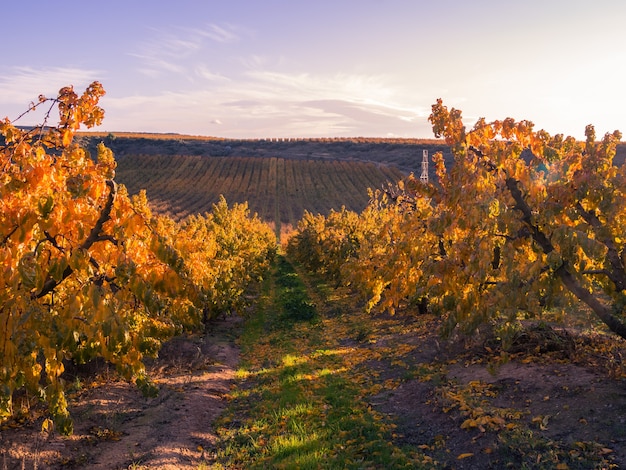 Rows of peach trees, fruit trees, in autumn.