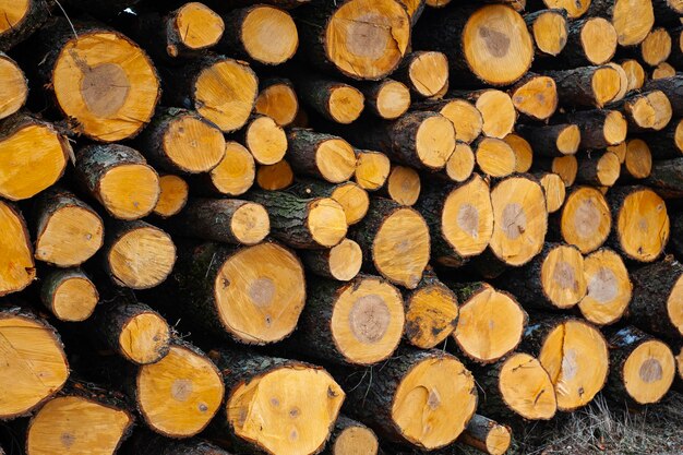 Rows of piled of logs waiting to be processed at a local rural\
lumber mill made into lumber for construction