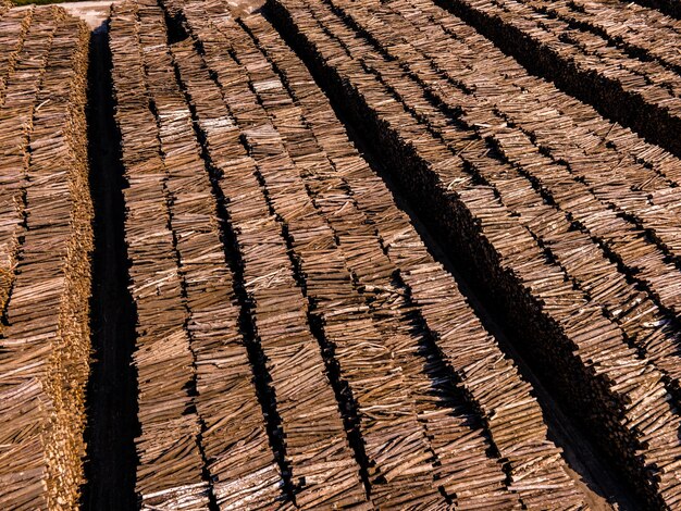 Rows of piled of logs waiting to be processed Log spruce trunks pile Sawn trees from the forest Logging timber wood industry