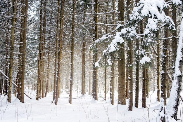 Rows of pine tree trunks covered with snow in winter forest